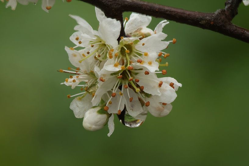 Blossom by GeFo @photo