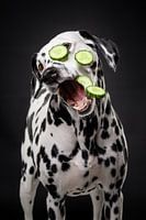 Hund mit Gurke 1/3