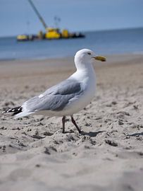 Sonne, Meer & Möwe von Dutch Birding Dad