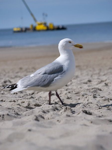 Sun, sea &amp; seagull by Dutch Birding Dad