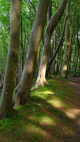 Hiking trail by Ostsee Bilder
