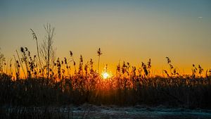 Oranje gloed bij ondergaande zon in een rietkraag
