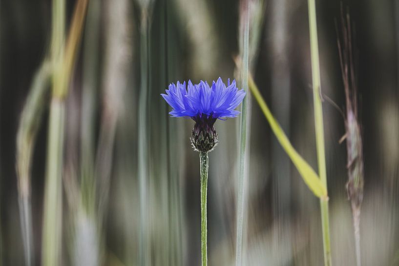 Schöne Kornblume von Photos by Francis