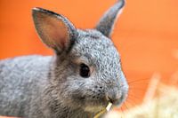 jeune lapin nain
