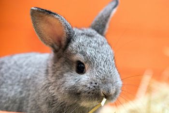 Junges Zwergkaninchen