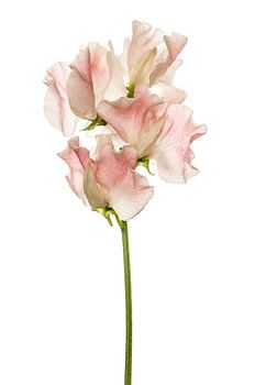 Lathyrus oder Ziererbse vor weißem Hintergrund