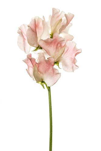 Lathyrus oder Ziererbse vor weißem Hintergrund von Mevrouw KiekkieK