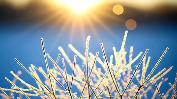 Horizontale winterslaap