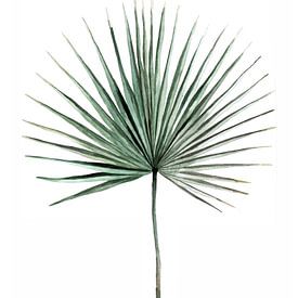 Botanical Illustration Palm Leaf by Mantika Studio