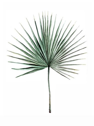 Botanical Illustration Palmenblatt von Mantika Studio