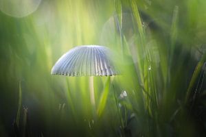 Mystische Begegnung mit Pilzen von Arja Schrijver Fotografie