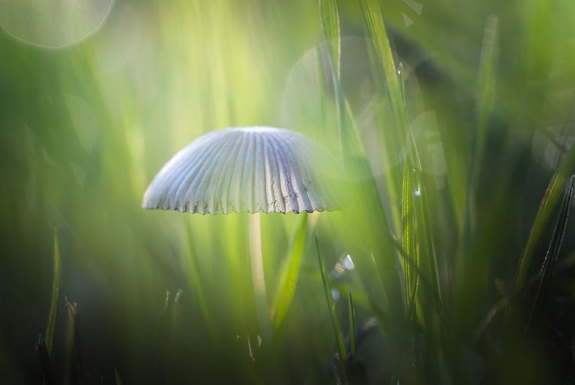 Mystieke ontmoeting met paddenstoel van Arja Schrijver Fotografie