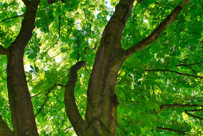 Découvrez le monde vert en mai par Jolanda de Jong-Jansen