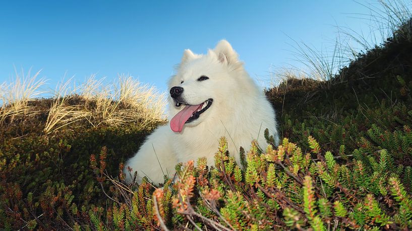 Samoyed van Bo Valentino