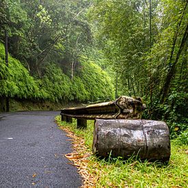 Straße durch den tropischen Regenwald kurz nach den Regenfällen von Bart Hagebols