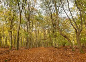 Speulder- en Sprielderbos (Nederland) van Marcel Kerdijk