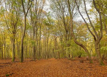 Speulder und Spielder Wald (Niederlande) von Marcel Kerdijk