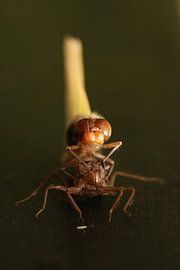 Uitgeslopen libellen