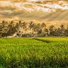 rijstveld in Ubud Bali van Lima Fotografie