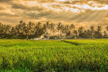 rijstveld in Ubud Bali van Lima Fotografie