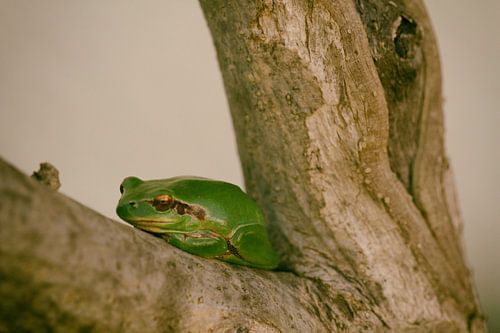 Boomkikkertje