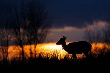 last light of the day