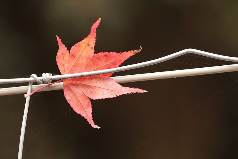Gevangen herfstblad by Mariëlle Heerdt