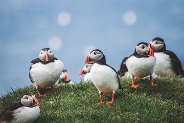 Groepje puffins op de Faeröer Eilanden