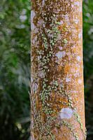 Natürlich geschmückter Baum