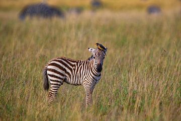Zebra mit Vogel als Hut von Peter Michel