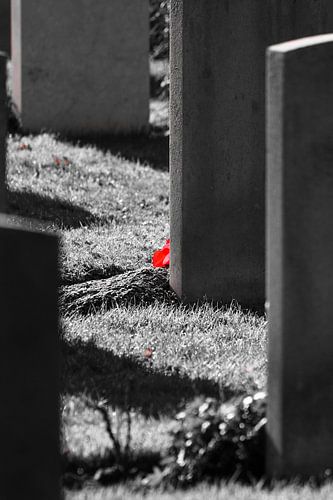 Poppy among tombstones