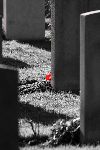 Mohn zwischen Grabsteinen von Anne Ponsen