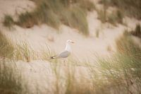 Gulls on Terschelling during a tea party