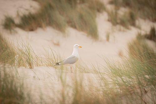Mouettes sur Terschelling lors d'un goûter sur Wendy de Jong