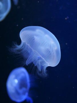 Quallen im Wasser 8 von Jörg Hausmann