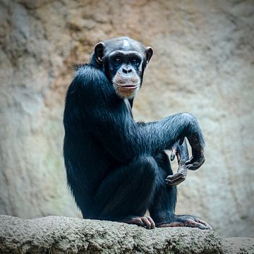 Nadenkende chimpansee op een rots van Alexander Baumann