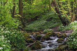Hemelbeek von Martin de Bock