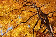 Herbstliche Buchenwälder im Naturpark Rheingau-Taunus bei Engenhahn van Christian Müringer thumbnail