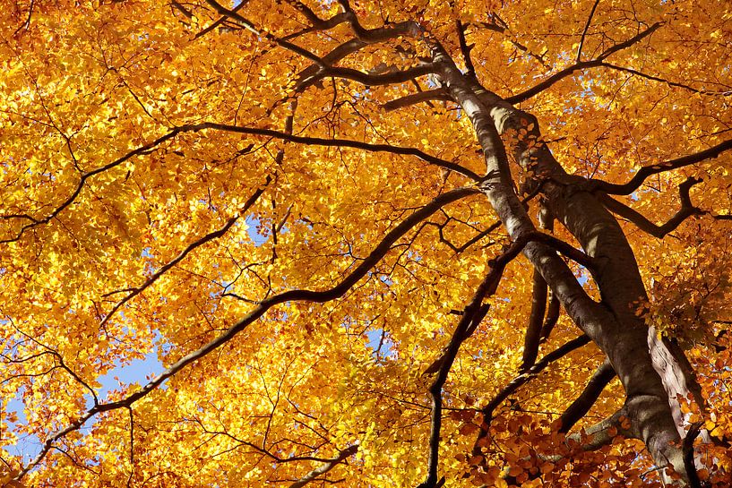 Herbstliche Buchenwälder im Naturpark Rheingau-Taunus bei Engenhahn van Christian Müringer