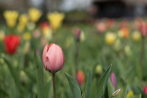 Rosa Tulpe in einem Blumenbeet