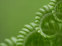 Spiralförmiges Farnblatt