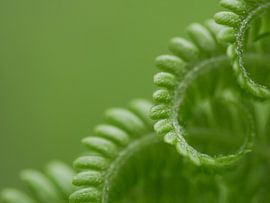 Spiralförmiges Farnblatt von mekke