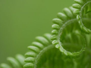 Spiral fern leaf by mekke