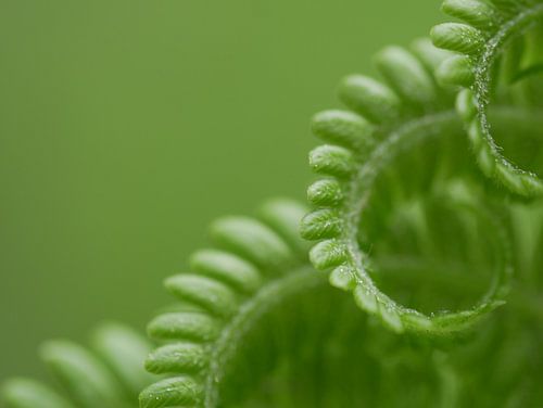 Spiral fern leaf