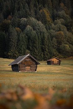 Autumn Forest Sunrise