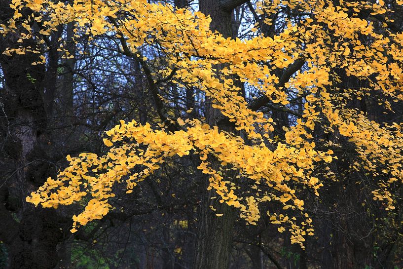 Autumn Season by Thomas Jäger