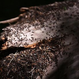 Nid de fourmis sur un arbre à Noordwijkse Duinen sur Maartje Abrahams