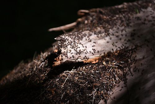Mierennest op een boom in Noordwijkse Duinen