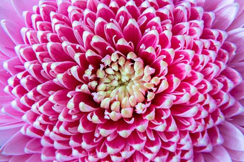Close up pink flower