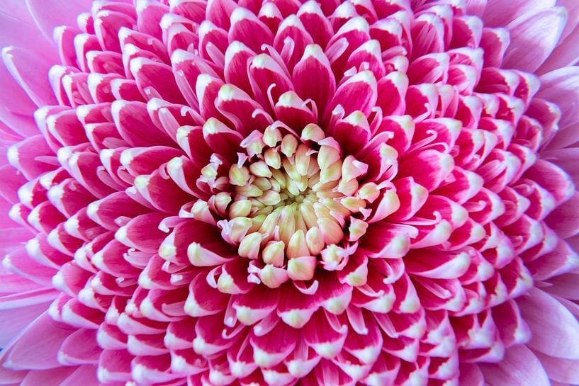 Close up roze bloem van Noud de Greef